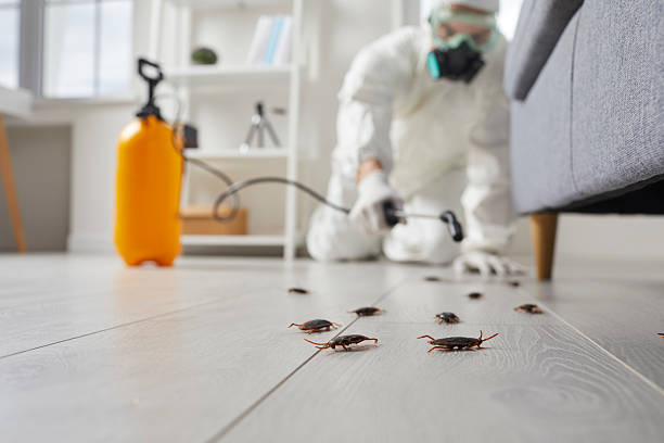 Post-Treatment Bed Bug Interceptor Monitoring in Berwyn